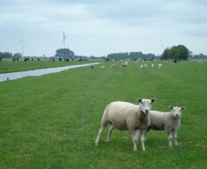 foto schaap (002)